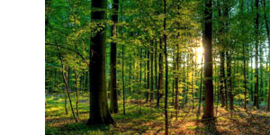 Olde South Casket Company preserves our nation's forests by donating to the Arbor Day Foudation with each casket purchased.